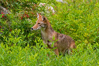 Wile E. Coyote