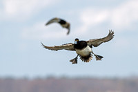 L. scaup