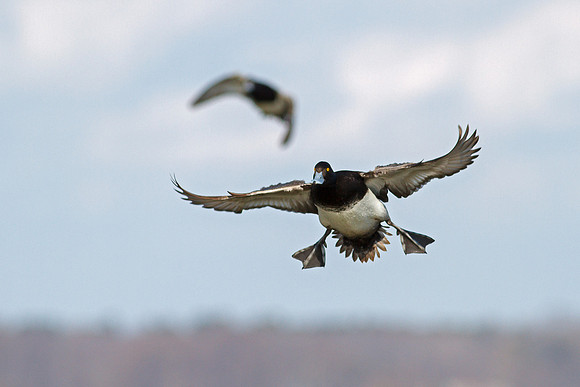 L. scaup