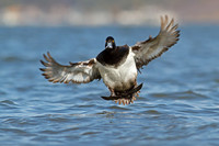 L. Scaup