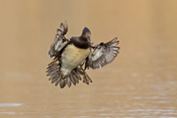 Hooded Merganser