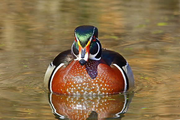 Wood Duck