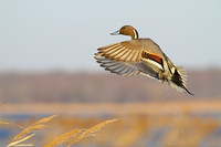 Northern Pintail