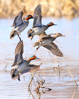 Green-winged Teal