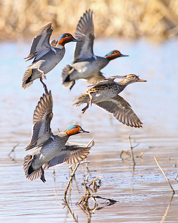 Green-winged Teal