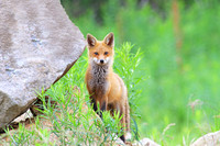 Red Fox