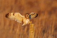 Short-eared Owl