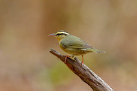 Worm-eating Warbler