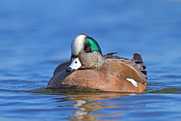 American Wigeon