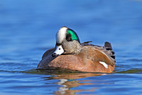 Waterfowl