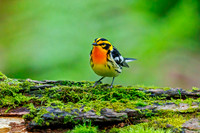 Warblers