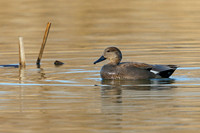 Gadwall