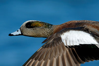 Wigeon