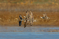 Pintails