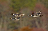 Pintails