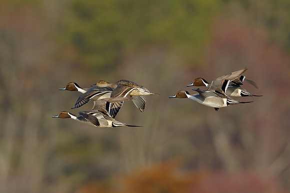Pintails