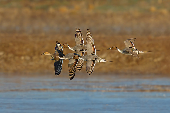 Pintails