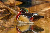 Wood Duck