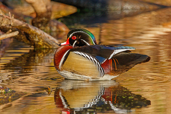Wood Duck