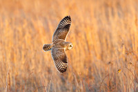 Short Eared Owl