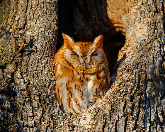 Screech Owl