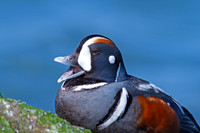 Harlequin