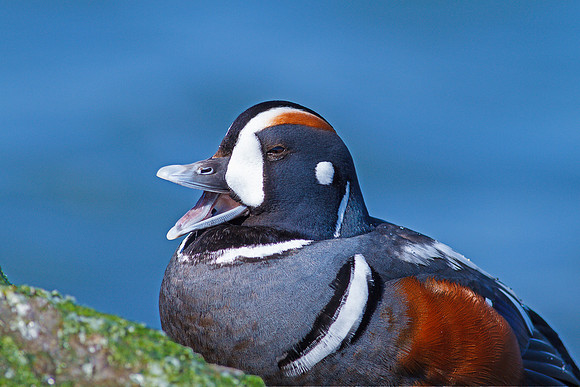 Harlequin