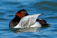 Canvasback
