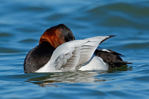 Canvasback
