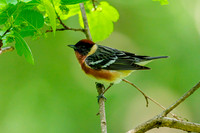 Bay-breasted Warbler