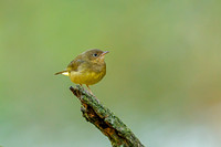 Connecticut Warbler