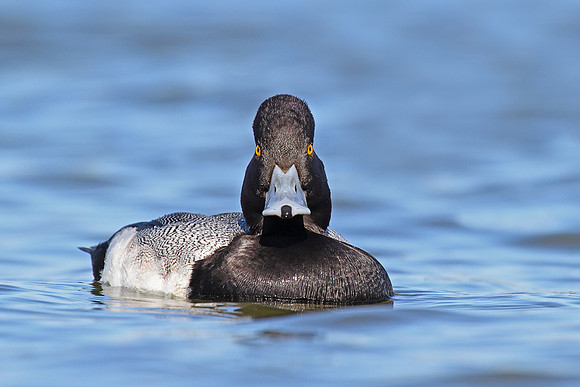Lesser Scaup