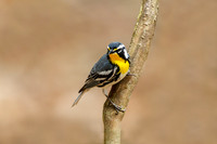 Yellow-throated warbler