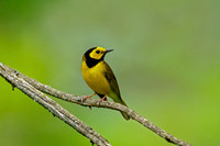 Hooded Warbler
