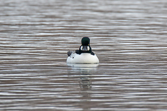 Goldeneye