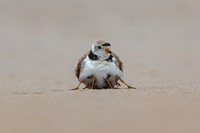 Piping Plover