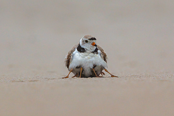 Piping Plover