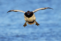 Canvasback