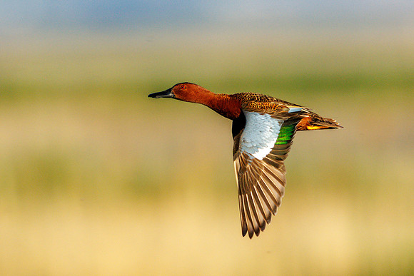 Cinnamon Teal