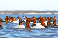 Canvasback