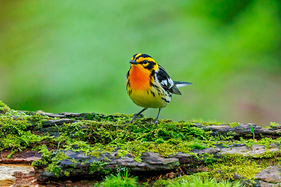 Blackburnian Warbler