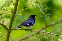 Black-throated Blue Warbler