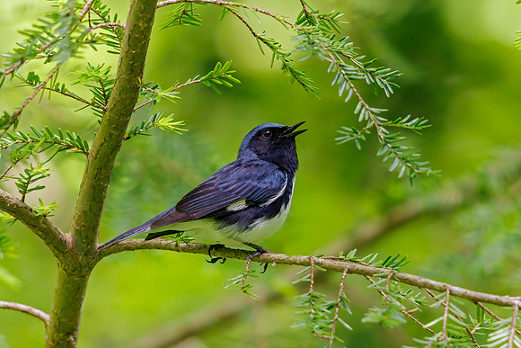 Black-throated Blue Warbler
