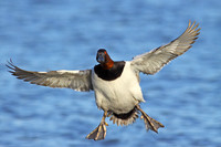Canvasback