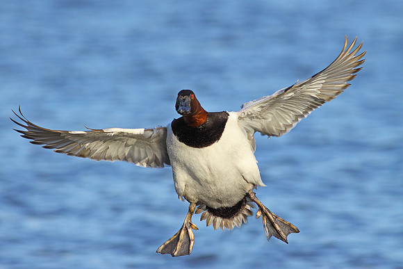 Canvasback