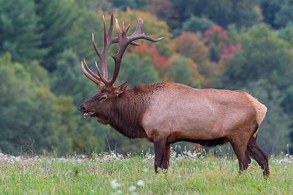 Elk Co. PA