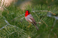 Red-faced Warbler