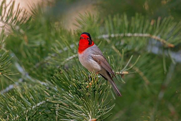 Red-faced Warbler