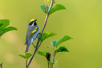 Golden-winged Warbler